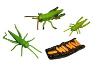 Animal Life Life Cycle Grasshoppers - Figure