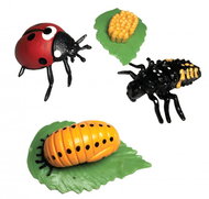 Animal Life Life Cycle of Ladybug - Figure