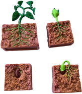 Animal Life Life Cycle Beans - Figure