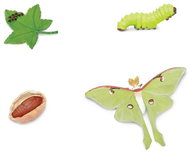 Animal Life Life Cycle Moths - Figure