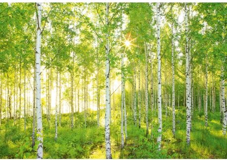 KOMAR - Non-woven Wall Mural XXL4-519 - Photo Wallpaper - Main image