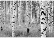 KOMAR - Non-woven Wall Mural XXL4-023 - Photo Wallpaper