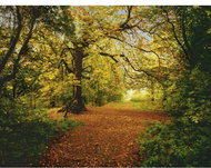 KOMAR - Paper Wall Mural 8-068 - Photo Wallpaper