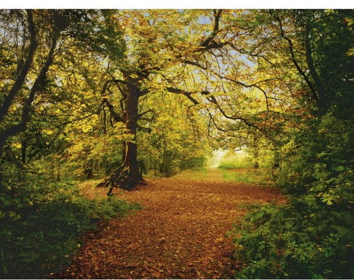KOMAR - Paper Wall Mural 8-068 - Photo Wallpaper - Main image