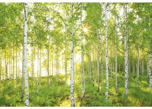 KOMAR - Paper Wall Mural 8-519 - Photo Wallpaper - Main image