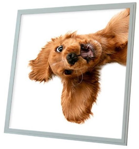 Ortus LED panel kutya motívummal, 60×60 cm - LED panel - Fő fotó