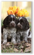 Vikpap Weekly diary - dogs 2024 - Planner