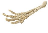 Ebi Aqua Della hand skeleton 26,8 × 9,4 × 4,5 cm - Aquarium Decoration