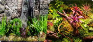 Macenauer photo wallpaper 9S 60 x 30 cm - Aquarium Background