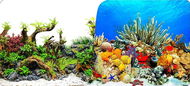 Macenauer photo wallpaper 13S 60 x 30 cm - Aquarium Background