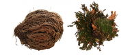 Lucky Reptile Rose of Jericho 50 g - Dekorácia do terária