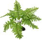 Repti Planet Rostlina kapradí Nephrolepis 20 cm - Dekorace do terária