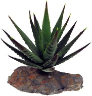 Lucky Reptile Succulents Tiger Aloe, approx. 8 cm - Terrarium Ornaments
