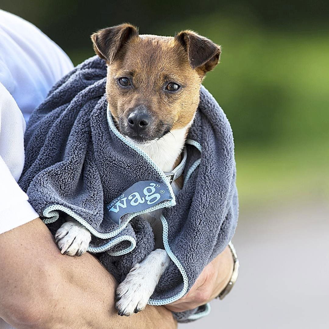 henry wag dog towel