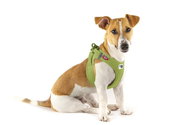 Pet Amour Harness Curli Claps Lime 3XS - Harness