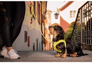 Pet Amour Harness Curli Claps Lime 2XS - Harness