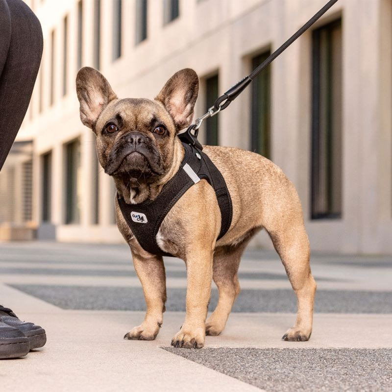 Curli air mesh clearance harness