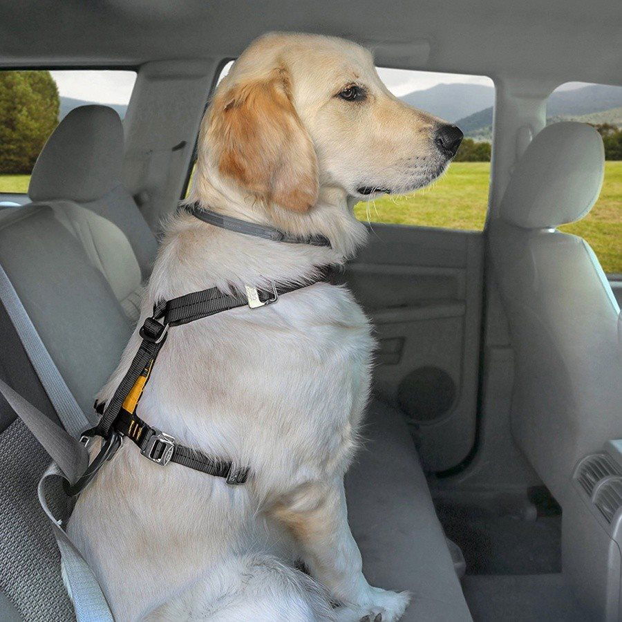 Labrador hotsell car harness