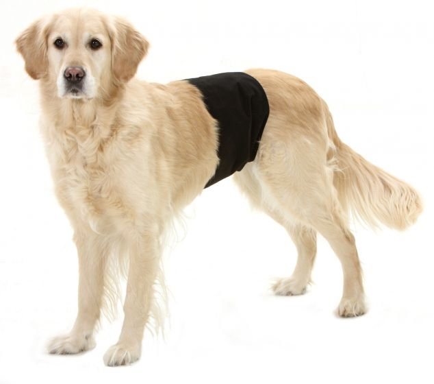 Incontinence pants for store dogs