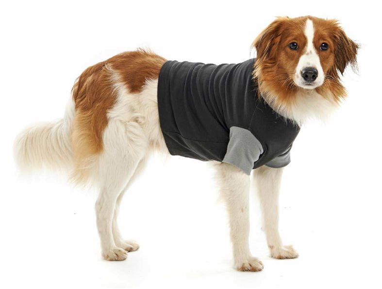 Dog 2024 protective clothing