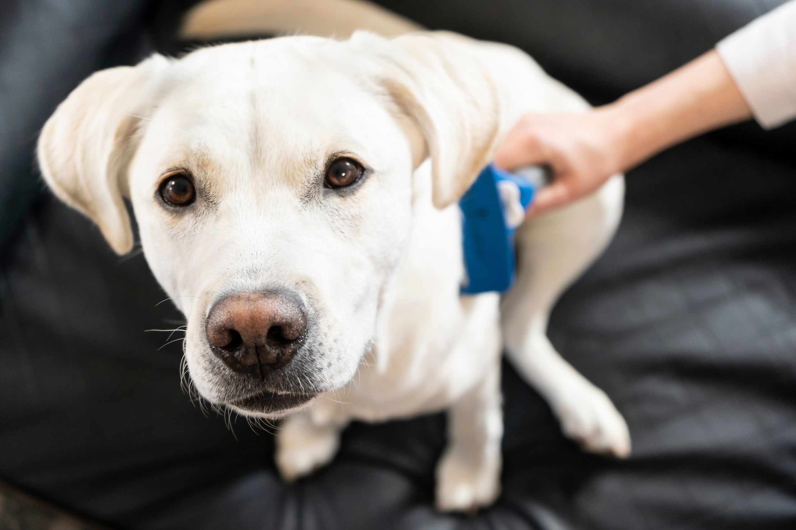 Deshedding a cheap lab