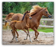 Coolkousky Cleaning Cloth Horses - Cloth