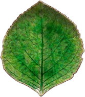 Costa Nova Hydrangea Leaf Riviera Servírovací talíř 17,2 cm, světle zelený - Plate