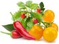 Click and Grow Mix aus Obst und Gemüse - Setzling