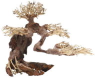 Dupla Bonsai M prírodná drevená dekorácia 30 × 15 × 23 cm - Dekorácia do akvária