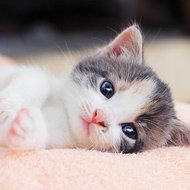 Jerry Fabrics Povlak na polštářek Kitten 40×40 cm - Povlak na polštář