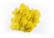 Deco Reindeer moss Naturel Yellow, 500 g - Decoration