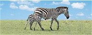 Záložka Úžaska Zebra s mládětem - Záložka do knihy