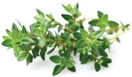 Click And Grow Thyme Refill - Sazenice