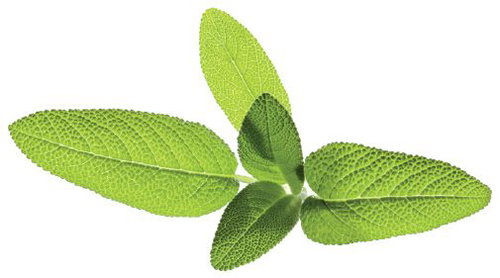 Click and Grow Garden Sage - Seedling Planter - Main image