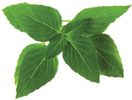 Click and Grow Thai Basil - Seedling Planter - Main image