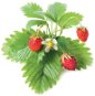Click And Grow Wald-Erdbeere - Setzling