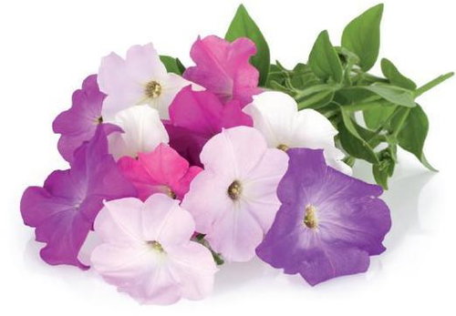 Click and Grow Petunia - Seedling Planter - Main image