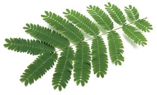 Click and Grow Mimóza - Ültetvény - Fő fotó