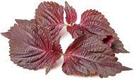 Click and Grow Red Shiso (Chinese Basil) - Seedling Planter