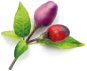 Click and Grow Fialové chilli - Sadenice