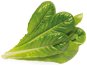 Setzling Click and Grow Römischer Salat - Sazenice