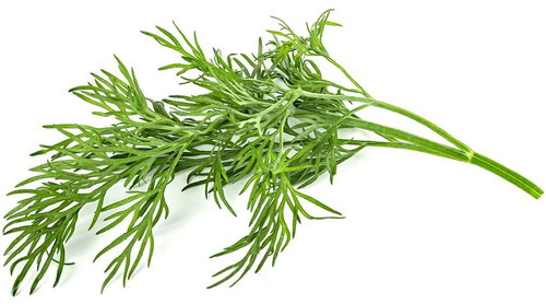 Click and Grow Dill - Seedling Planter - Main image