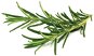 Seedling Planter Click and Grow Rosemary - Sazenice