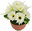 Cream 7 flowers in terracotta bowl, diameter 22/24 cm