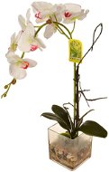 EverGreen® Orchid in glass with acrylic, height 56 cm, white colour - Artificial Flower