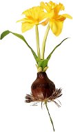 EverGreen Daffodil with Bulb, Height of 25cm, Colour Yellow - Artificial Flower