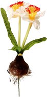 EverGreen Daffodil with Bulb, Height of 25cm, Colour White-gold - Artificial Flower