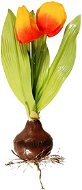 EverGreen Tulip with Bulb, Height of 25cm, Colour Orange-yellow - Artificial Flower