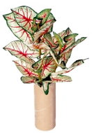 EverGreen® Caladium - Artificial Plant, 3 Stems, 45cm High, Green-Pink - Artificial Flower