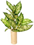 EverGreen® Dieffenbachia Exotica - Artificial Plant, 3 Shoots, Height of 45cm, Colour of Green-yellow - Artificial Flower